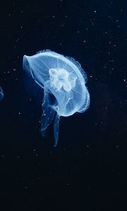 Preview wallpaper jellyfish, underwater world, tentacles