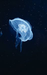 Preview wallpaper jellyfish, underwater world, tentacles