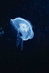 Preview wallpaper jellyfish, underwater world, tentacles