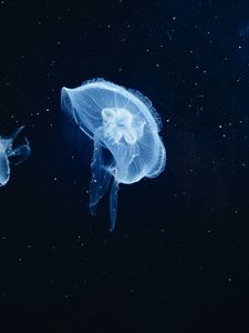 Preview wallpaper jellyfish, underwater world, tentacles