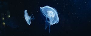 Preview wallpaper jellyfish, underwater world, tentacles