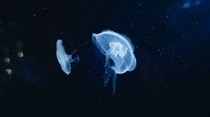 Preview wallpaper jellyfish, underwater world, tentacles