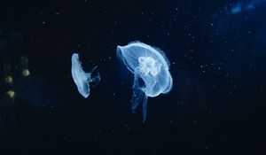 Preview wallpaper jellyfish, underwater world, tentacles