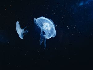 Preview wallpaper jellyfish, underwater world, tentacles