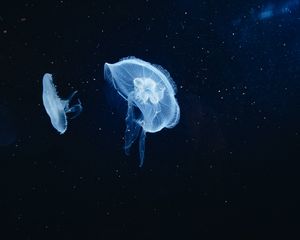 Preview wallpaper jellyfish, underwater world, tentacles