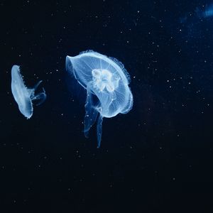 Preview wallpaper jellyfish, underwater world, tentacles