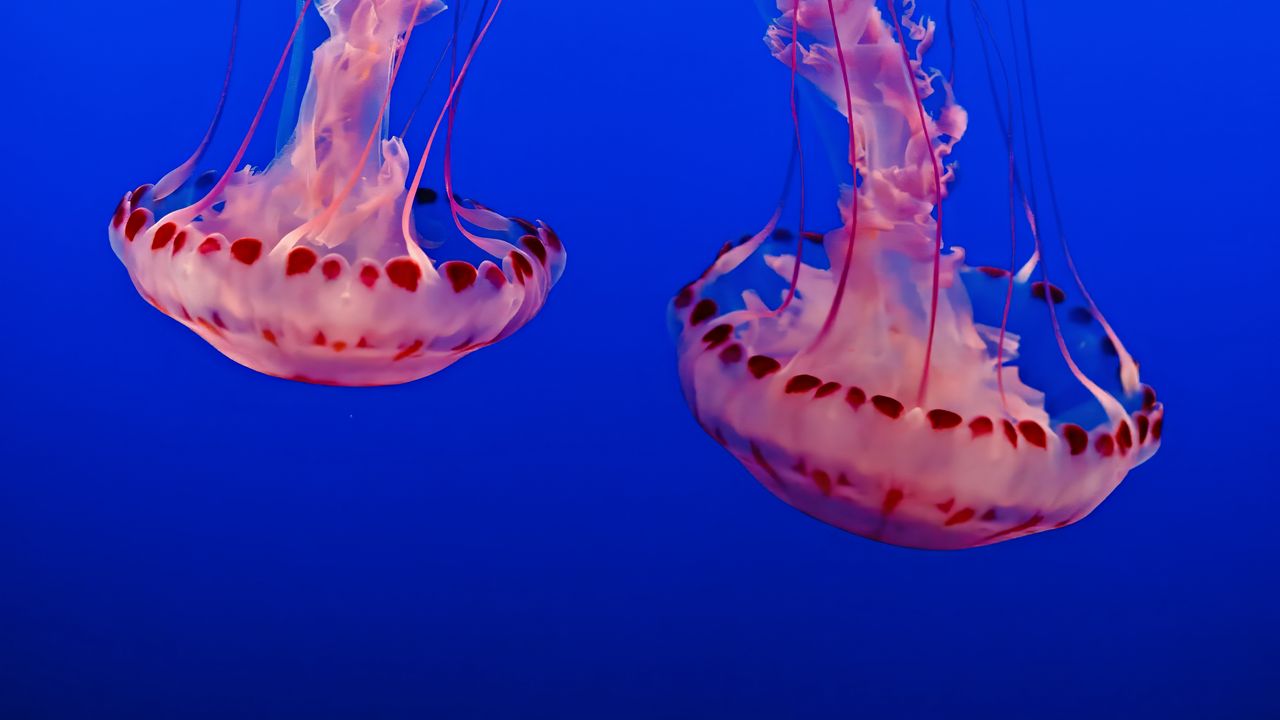 Wallpaper jellyfish, underwater world, tentacles, transparent, blue