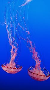 Preview wallpaper jellyfish, underwater world, tentacles, transparent, blue