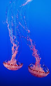 Preview wallpaper jellyfish, underwater world, tentacles, transparent, blue