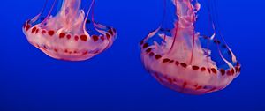 Preview wallpaper jellyfish, underwater world, tentacles, transparent, blue