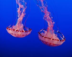 Preview wallpaper jellyfish, underwater world, tentacles, transparent, blue