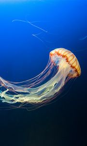 Preview wallpaper jellyfish, underwater world, tentacles, swim, ocean