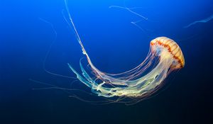 Preview wallpaper jellyfish, underwater world, tentacles, swim, ocean