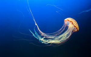 Preview wallpaper jellyfish, underwater world, tentacles, swim, ocean