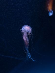 Preview wallpaper jellyfish, underwater world, tentacles, ocean, underwater