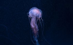 Preview wallpaper jellyfish, underwater world, tentacles, ocean, underwater