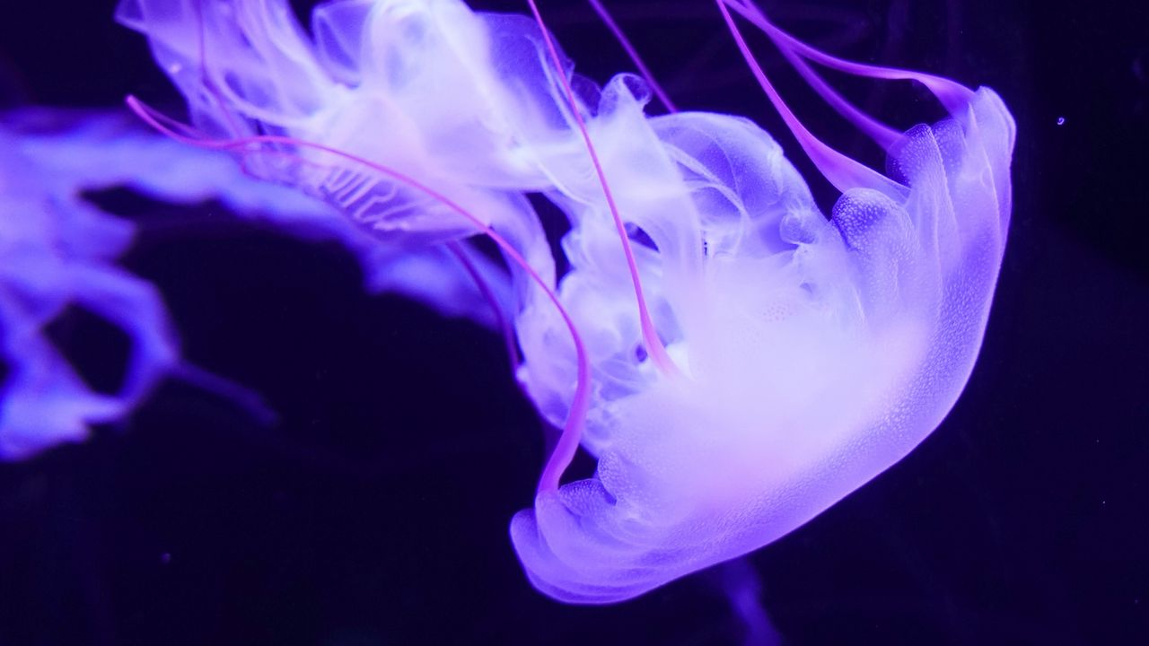 Wallpaper jellyfish, underwater world, tentacles, swimming, lilac