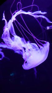 Preview wallpaper jellyfish, underwater world, tentacles, swimming, lilac