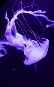 Preview wallpaper jellyfish, underwater world, tentacles, swimming, lilac