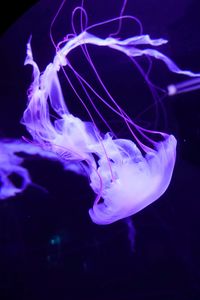 Preview wallpaper jellyfish, underwater world, tentacles, swimming, lilac