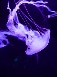 Preview wallpaper jellyfish, underwater world, tentacles, swimming, lilac