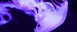 Preview wallpaper jellyfish, underwater world, tentacles, swimming, lilac