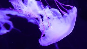 Preview wallpaper jellyfish, underwater world, tentacles, swimming, lilac