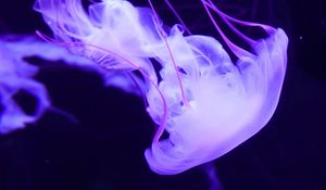 Preview wallpaper jellyfish, underwater world, tentacles, swimming, lilac