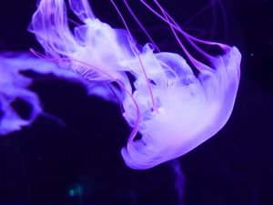 Preview wallpaper jellyfish, underwater world, tentacles, swimming, lilac