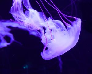 Preview wallpaper jellyfish, underwater world, tentacles, swimming, lilac