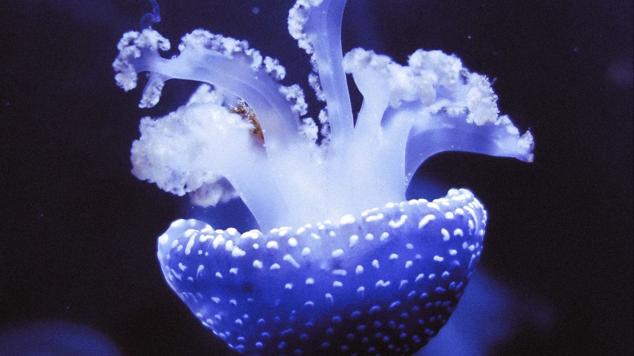 Wallpaper jellyfish, underwater world, tentacles, purple, spots