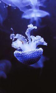 Preview wallpaper jellyfish, underwater world, tentacles, purple, spots