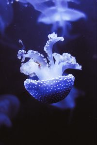 Preview wallpaper jellyfish, underwater world, tentacles, purple, spots