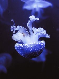 Preview wallpaper jellyfish, underwater world, tentacles, purple, spots