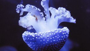 Preview wallpaper jellyfish, underwater world, tentacles, purple, spots