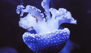 Preview wallpaper jellyfish, underwater world, tentacles, purple, spots