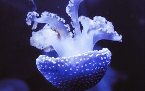 Preview wallpaper jellyfish, underwater world, tentacles, purple, spots