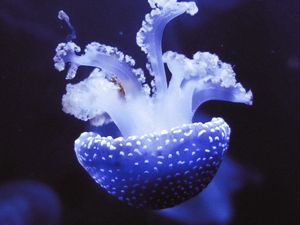 Preview wallpaper jellyfish, underwater world, tentacles, purple, spots