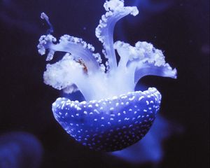 Preview wallpaper jellyfish, underwater world, tentacles, purple, spots