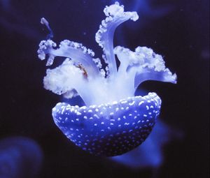 Preview wallpaper jellyfish, underwater world, tentacles, purple, spots