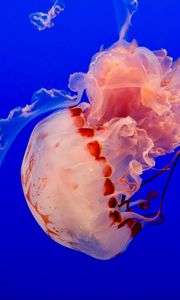 Preview wallpaper jellyfish, underwater world, tentacles, ocean, swim, blue