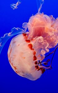 Preview wallpaper jellyfish, underwater world, tentacles, ocean, swim, blue