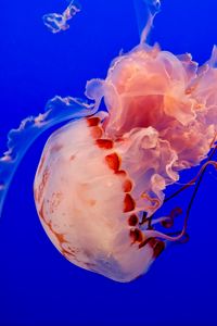 Preview wallpaper jellyfish, underwater world, tentacles, ocean, swim, blue