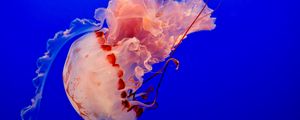 Preview wallpaper jellyfish, underwater world, tentacles, ocean, swim, blue