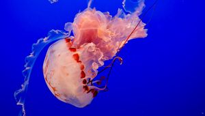 Preview wallpaper jellyfish, underwater world, tentacles, ocean, swim, blue