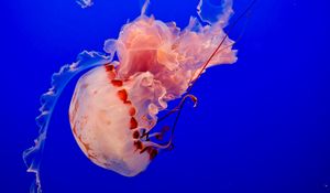 Preview wallpaper jellyfish, underwater world, tentacles, ocean, swim, blue