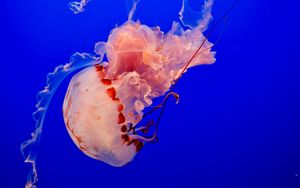 Preview wallpaper jellyfish, underwater world, tentacles, ocean, swim, blue