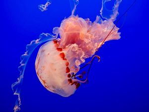 Preview wallpaper jellyfish, underwater world, tentacles, ocean, swim, blue