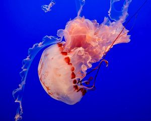 Preview wallpaper jellyfish, underwater world, tentacles, ocean, swim, blue