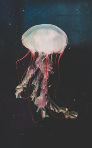 Preview wallpaper jellyfish, underwater world, tentacles, swimming, water